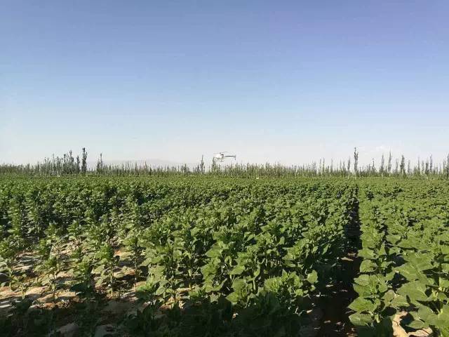 重庆奉节柑橘脐橙:30年树龄!飞机喷药太带劲了