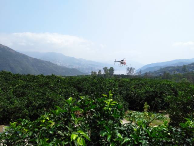 重庆奉节柑橘脐橙:30年树龄!飞机喷药太带劲了