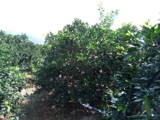 重庆奉节柑橘脐橙:30年树龄!飞机喷药太带劲了