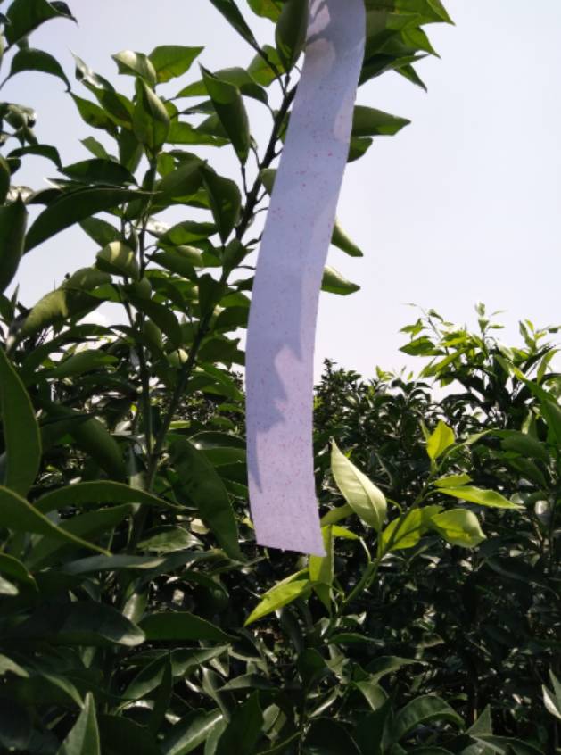 重庆奉节柑橘脐橙:30年树龄!飞机喷药太带劲了