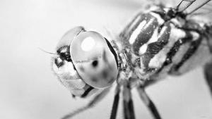 昆虫复眼助力无人机研发