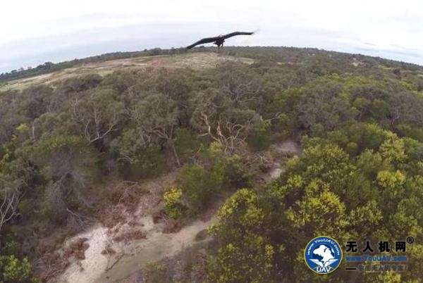澳洲一小型无人机被老鹰当食物“击落”(图)