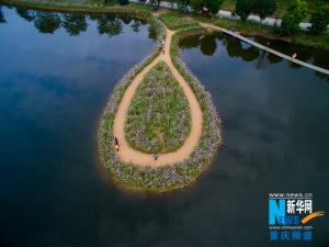 新华网无人机航拍重庆格桑花海 如梦游高原仙境