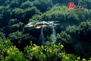 靖州县首次试用无人机防治林业有害生物
