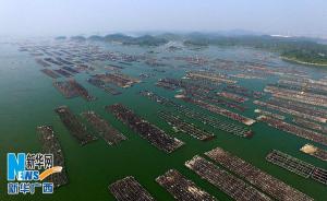 航拍大蚝之乡“海上田园”——十里蚝排