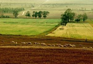 每年以超过10架的速度增加 无人机飞进宁波农田林地