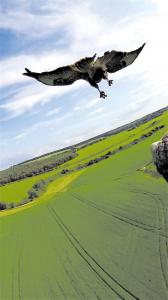 训练猎鹰玩“空中摄影”