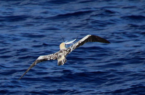 鲣鸟无人机 鲣鸟无人机