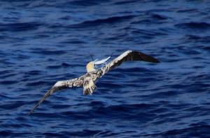 “鲣鸟”无人机