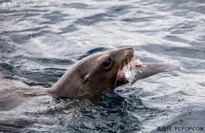 无人机实拍凶猛鲨鱼被海狮吃