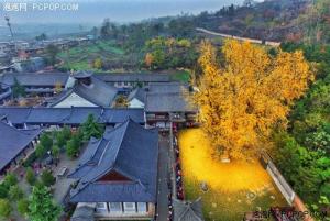 航拍陕西1400年古银杏落叶 似黄金毯