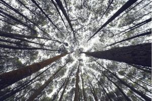 无人机将用于大规模植树造林