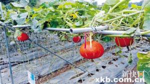 天上无人机喷农药，田里大冬瓜排排“挂”