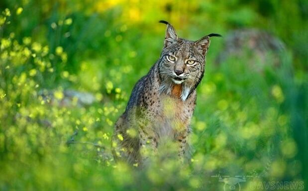 西班牙将用无人机保护濒危动物伊比利亚猞猁