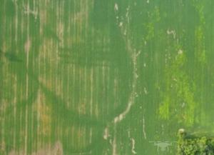 DroneDeploy低成本航拍手段助力农业发展