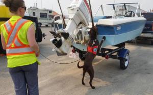 无人机、狗和DNA——对抗入侵物种的最新武器