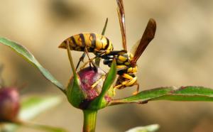 黄蜂导航研究帮助无人机更快找到回家路