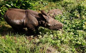 无人机保护野生动物或将弄巧成拙