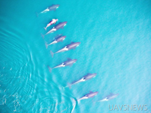 无人机将被用于野生生物研究