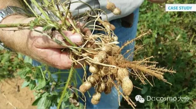 eBee当医生，花生健不健康它看看就知道！