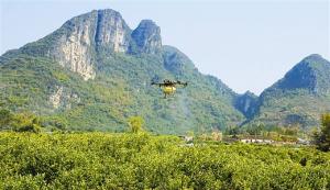 无人机作业防控黄龙病