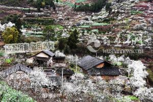 巫山李花节暨重庆首届无人机航拍大赛将于3月12日在曲尺举行