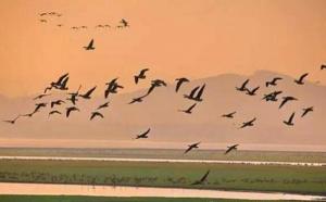 老人买无人机护鸟，被尊称为“鸟爷”