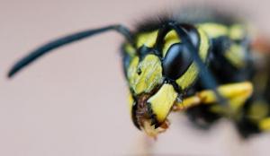 “黄蜂归巢”竟然可以改善无人机的性能