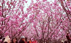 上海樱花节将开幕，警方用无人机实时监测客流