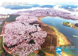 无人机航拍贵州红枫湖万亩樱花 美如仙境