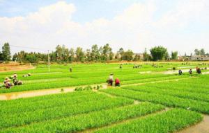 稻田里的“机器换人”！春耕无人机旋耕机抢眼