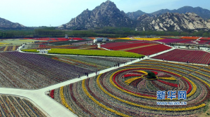 无人机航拍：千亩郁金香绽放嵖岈山