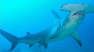 意大利锤子无人机是来搞笑的吧？价格昂贵能买十几架中国彩虹4