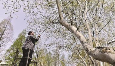 南京使用无人机“空袭”梧桐絮 梧桐毛毛减少6成以上