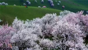 航拍伊犁杏花谷：三万亩花开成海，该是怎样梦幻