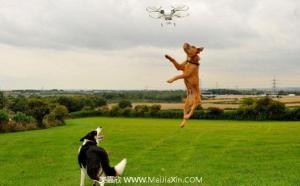 无人机又添奇葩用途——逗狗