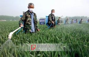 阜阳市小麦“一喷三防”全面展开