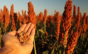 无人机或可帮助科学家寻找更好的生物燃料