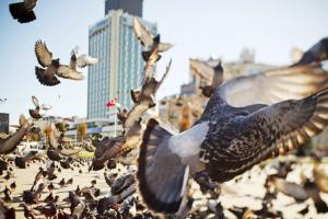 天敌成功臣！鸟类风洞或助推无人机研究