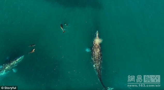 无人机捕捉海豚和鲸鱼嬉戏伴游画面 