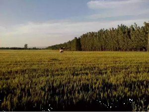 “植保无人机”将打开未来近千亿植保市场