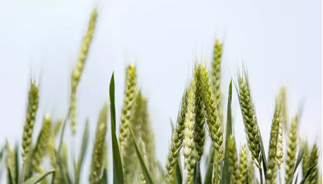 逐鹿中原 | 有一群90后在农田间守护你未来餐桌上的粮食