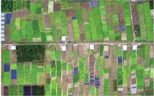 无人机俯瞰种植基地