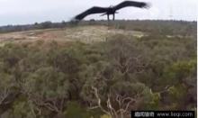 老鹰将无人机当食物瞬间“击落” 