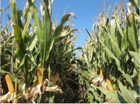 优质玉米还能有4个月好行情！质量差的玉米请尽快出手！