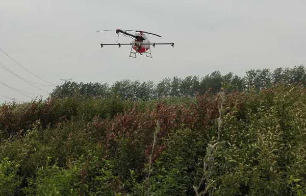 港头镇迎来高杆作物打药神器--天鹰兄弟植保无人机