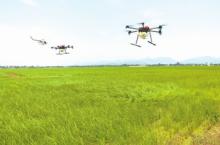 港北区水稻高产示范田运用无人机喷农药