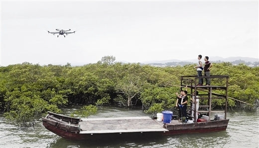 红树林防虫 用上无人机