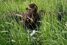 老鹰抓小机：无人机空中管制有奇招