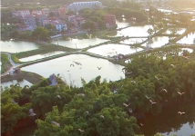 世界环境日：无人机航拍南海九江鹭鸟天堂